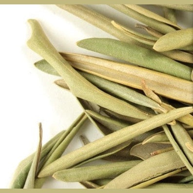 Hoja Olivo - Olive Leaf - Cúrcuma®