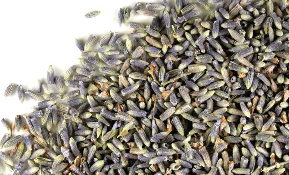 Lavanda Flor - Lavender Flower