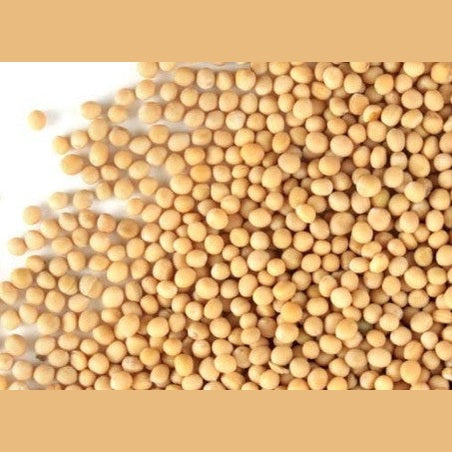 Mostaza - Mustard - Cúrcuma®